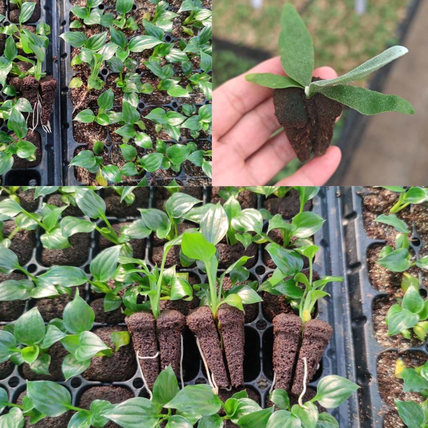 Hydroponic Rapid Grow Rooting  - Nursery ulasan dan harga
